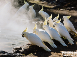 鹦鹉繁殖手册 1. 促发情繁殖方法