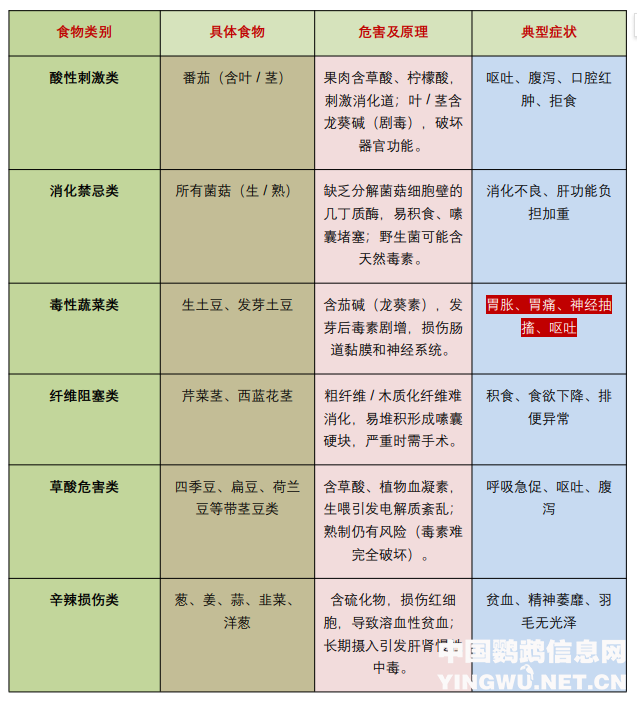 鹦鹉禁食食物全攻略：蔬菜、水果及高危食品参考文档